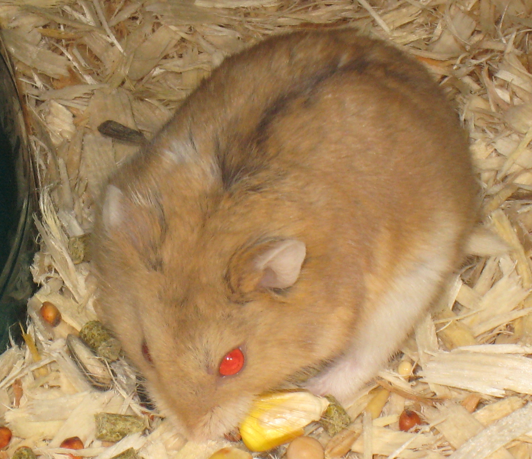 baby hamsters for sale near me